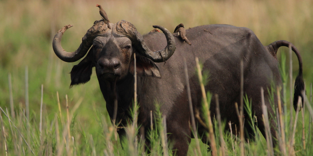 Water Buffalo, Lower Zambezi
