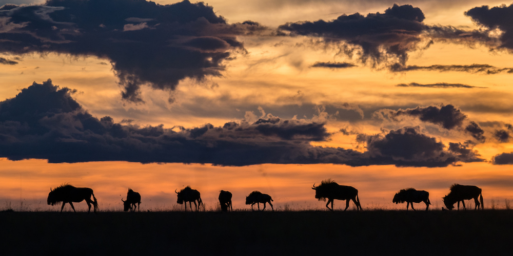 Migration, Liuwa Plain