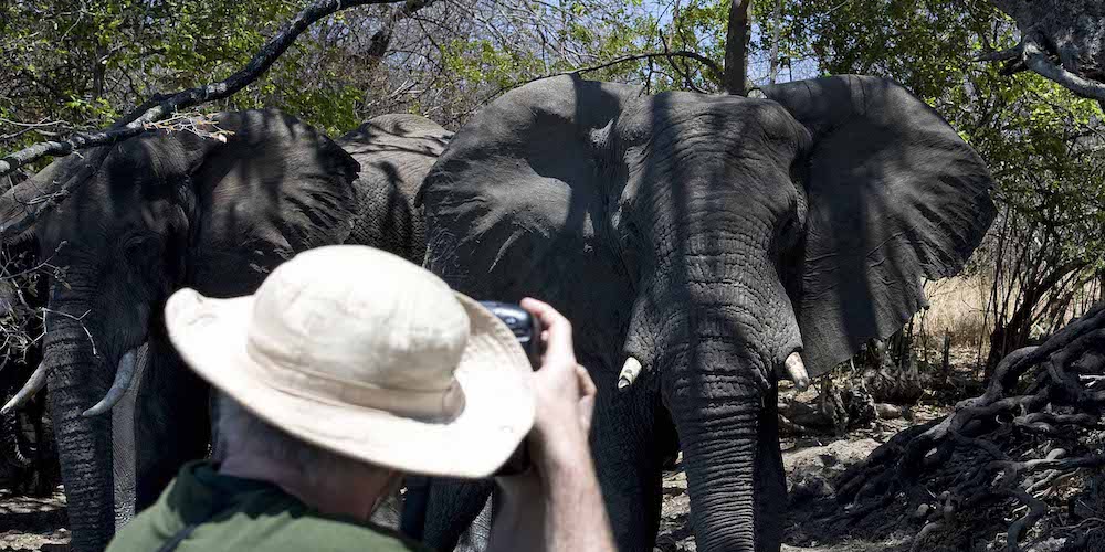 Elephants, Kafue National Park